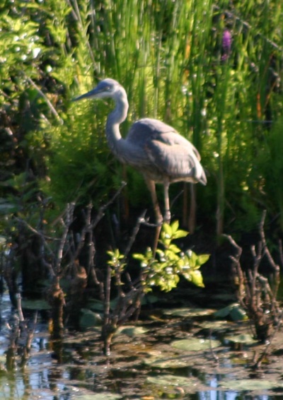 Great Blue Heron