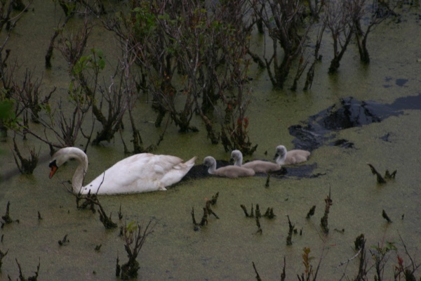 Swan with young